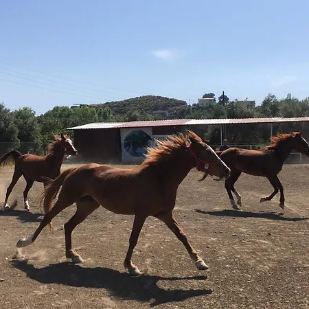 Zirkon Doga Butik Casa de Férias *