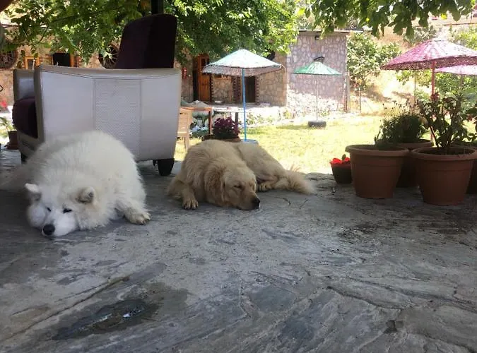 Zirkon Doga Butik Tatil Evi *