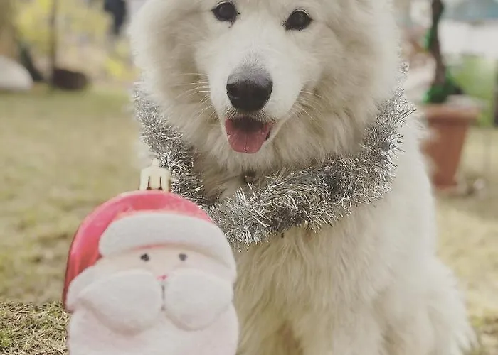 Zirkon Doga Butik Tatil Evi