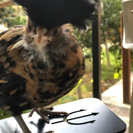 Zirkon Doga Butik Φετιγιέ